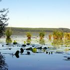 etang de le léon(40)