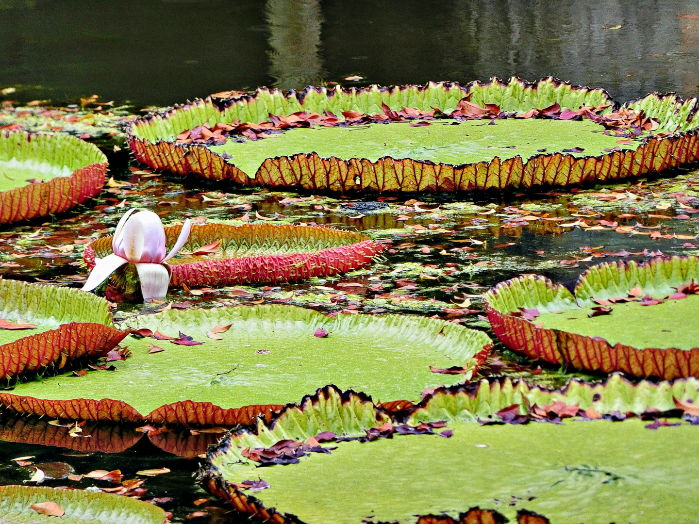 Etang de lotus