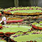 Etang de lotus