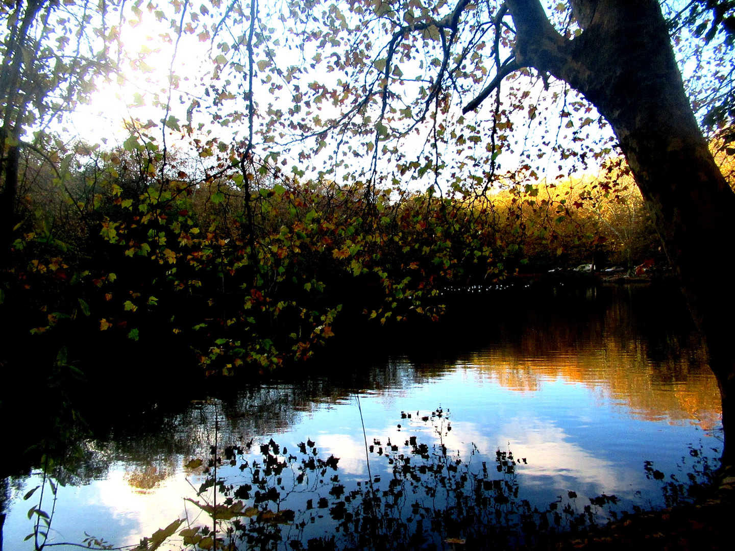 Etang de Meudon