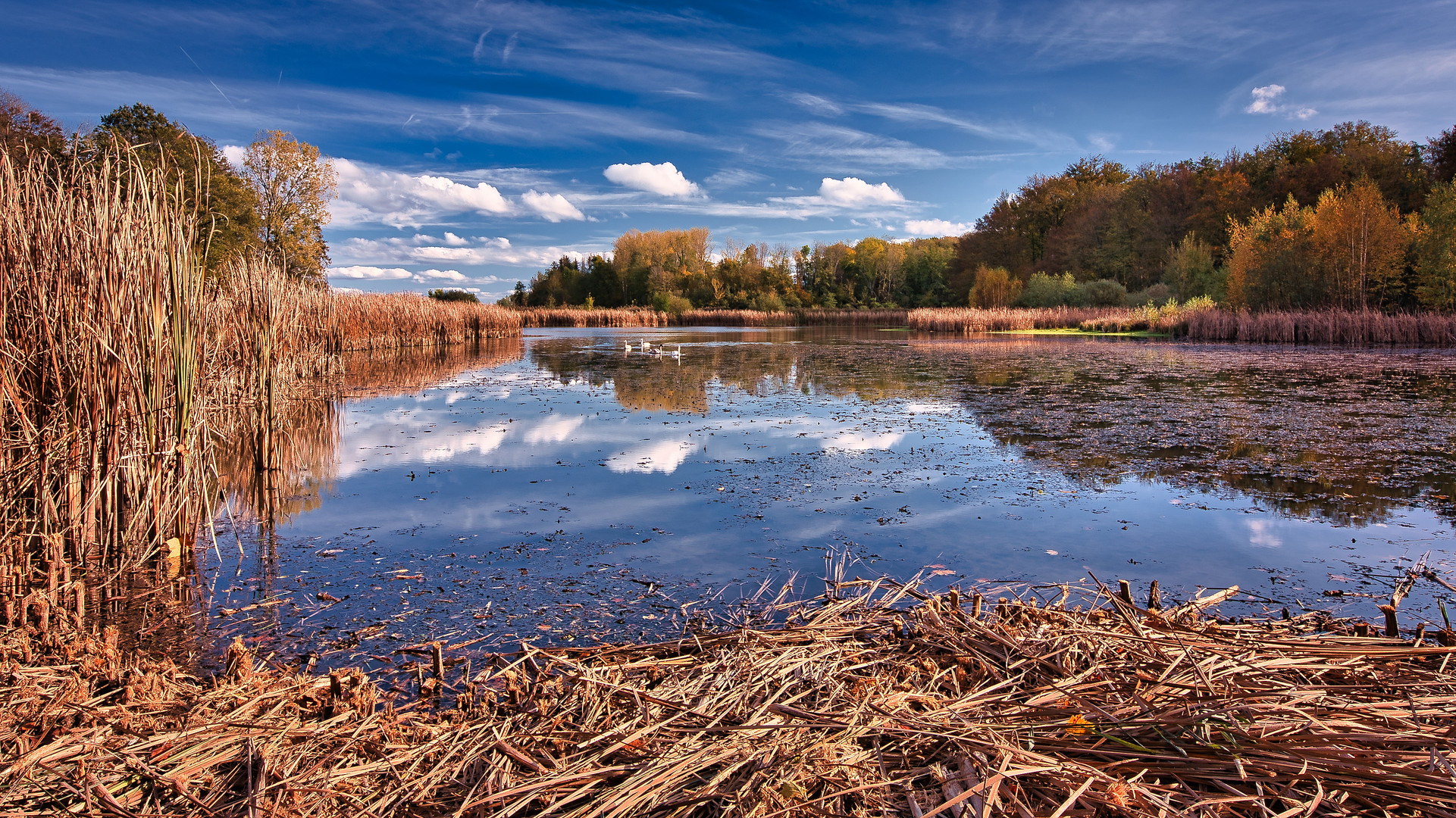 Etang de Nerac,