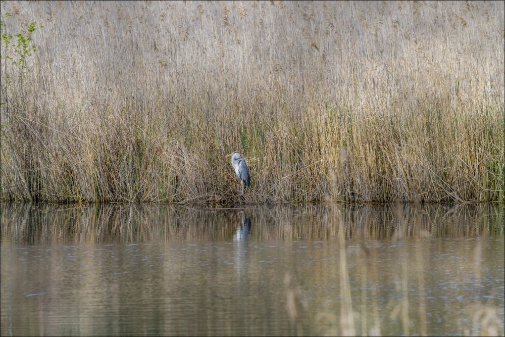 Etang de Vaugrenier