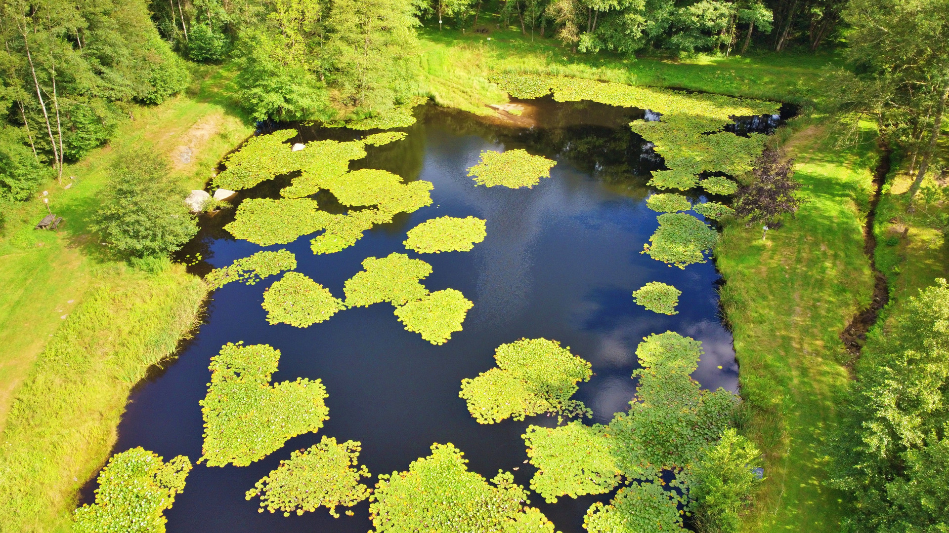 ETANG des nenuphars