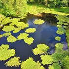 ETANG des nenuphars