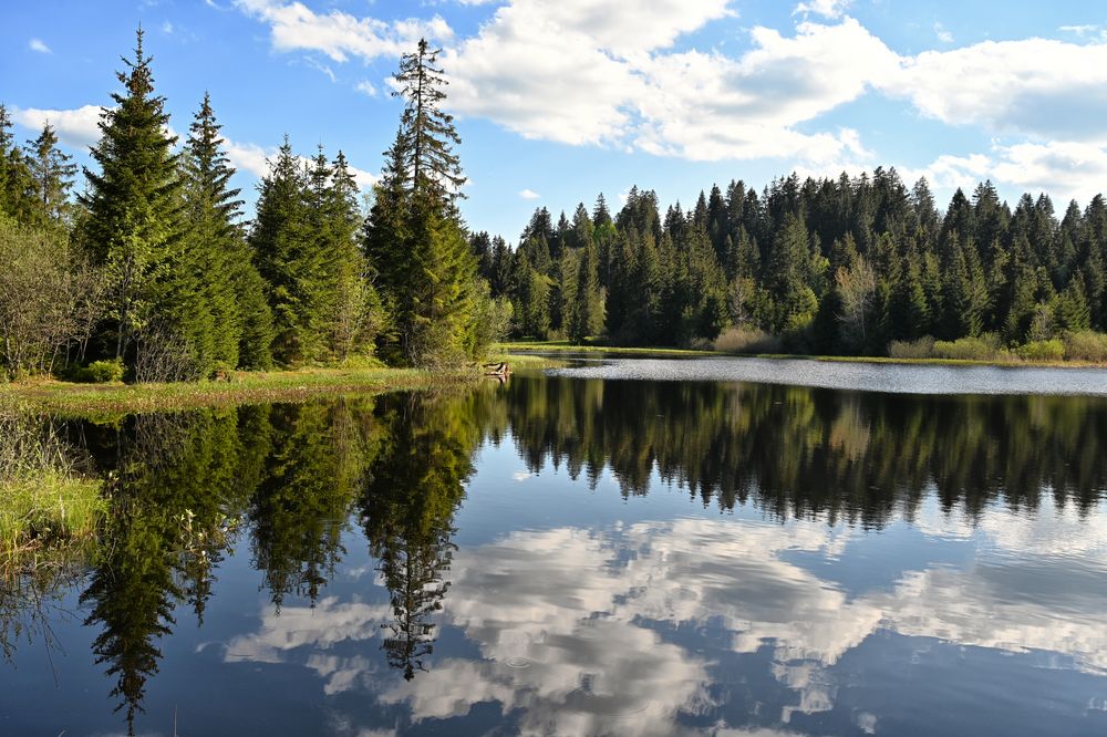 Etang des royes