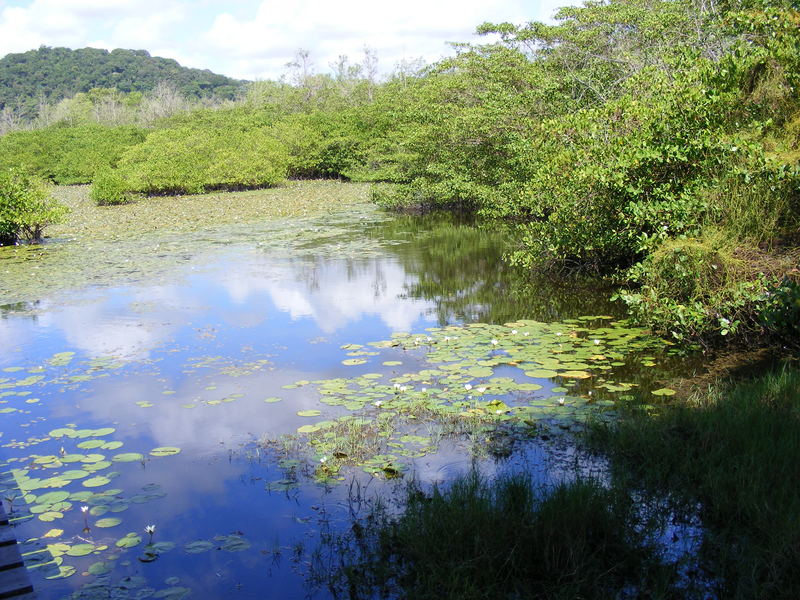 étang des Salines à Cayenne