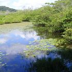 étang des Salines à Cayenne