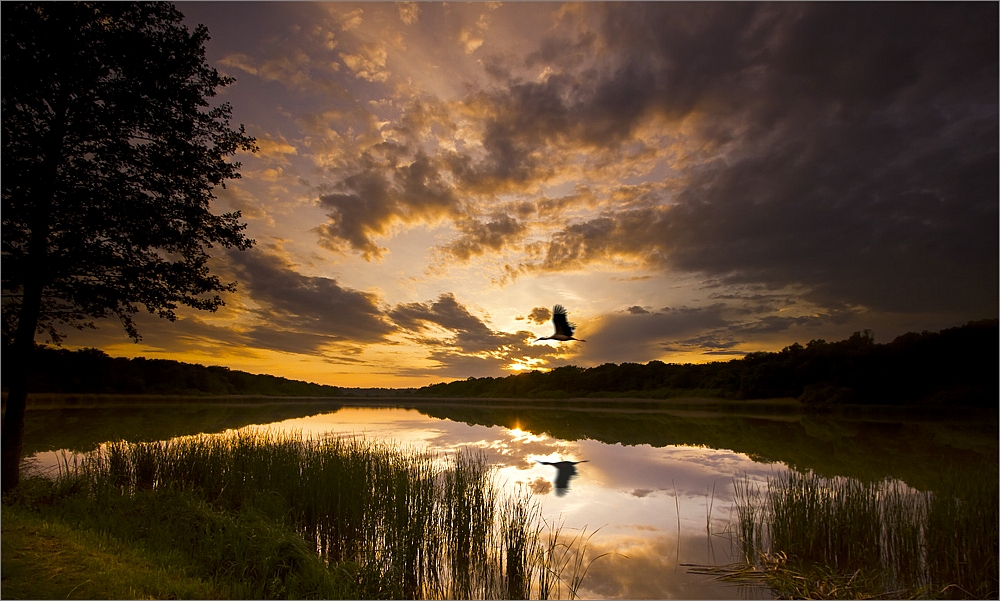 Etang des Souches