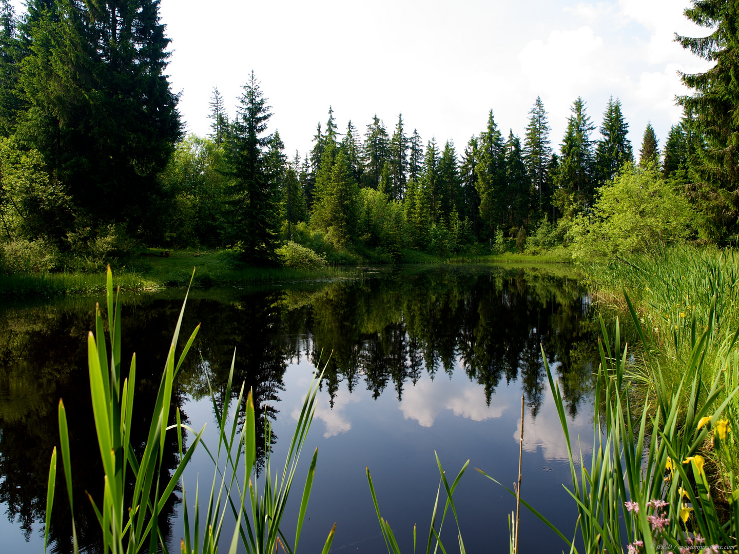 Etang du Lavoir