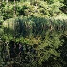 Etang du Schafbach am Petite Rosselle, Lothringen, Frankreich