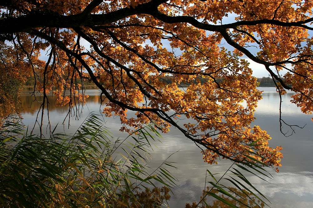 Etang en automne