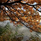 Etang en automne