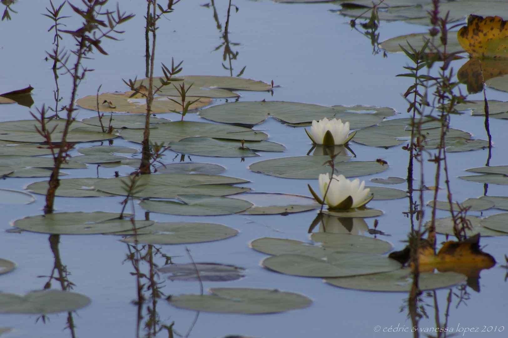 Etang en Brenne