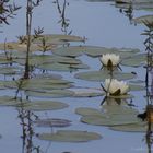 Etang en Brenne