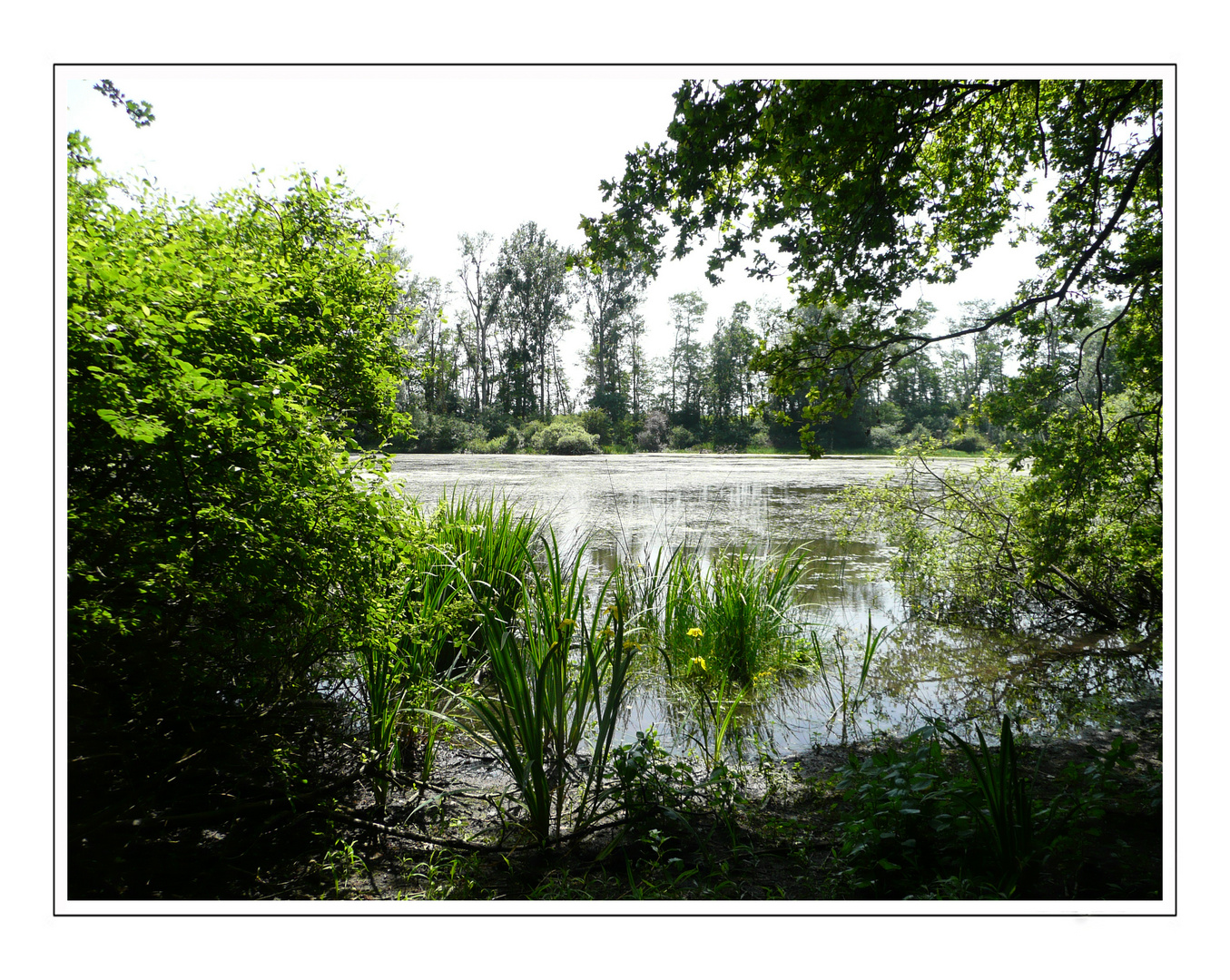 Etang en fleurs