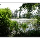 Etang en fleurs