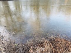 ..Etang gelé à Yèvres (45)