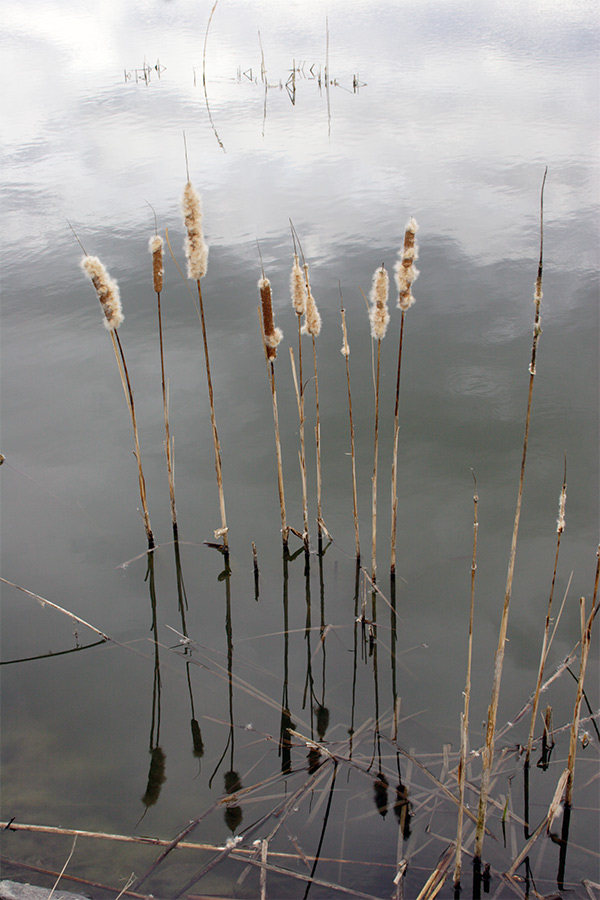 Etang gelè reflets