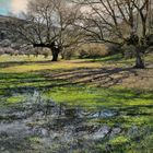 ETAPA INVERNAL DEL QUEJIGO ANDALUZ