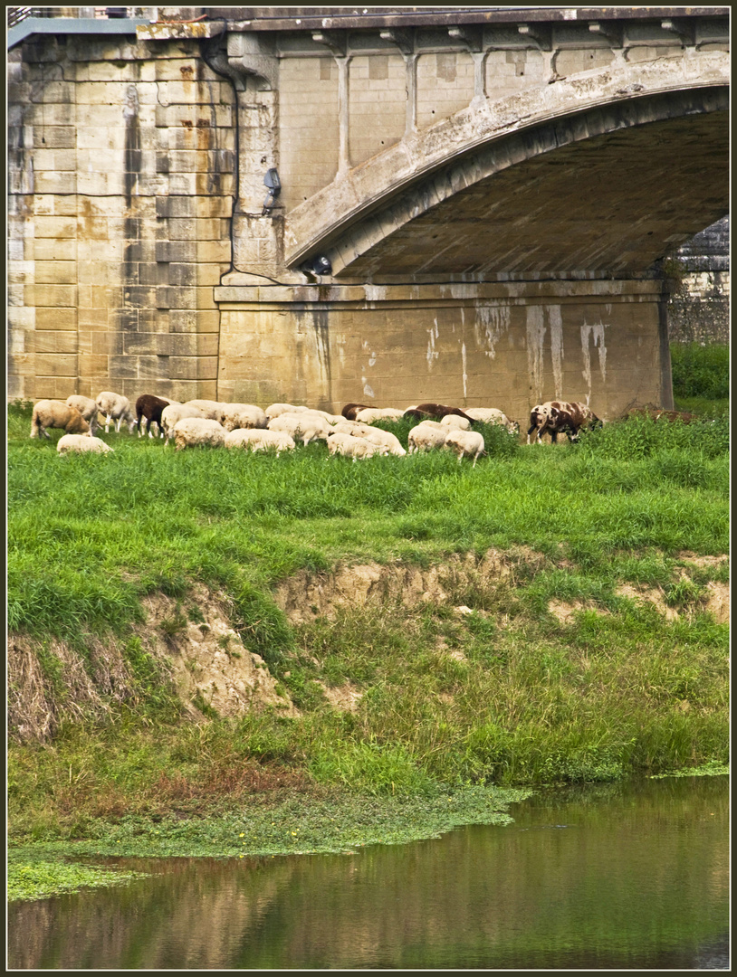 Etape dacquoise 16 - Les moutons sous le Vieux Pont de Dax