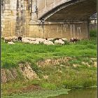 Etape dacquoise 16 - Les moutons sous le Vieux Pont de Dax