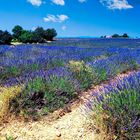 Eté en Provence.