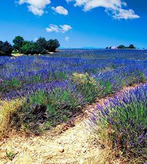 Eté en Provence.