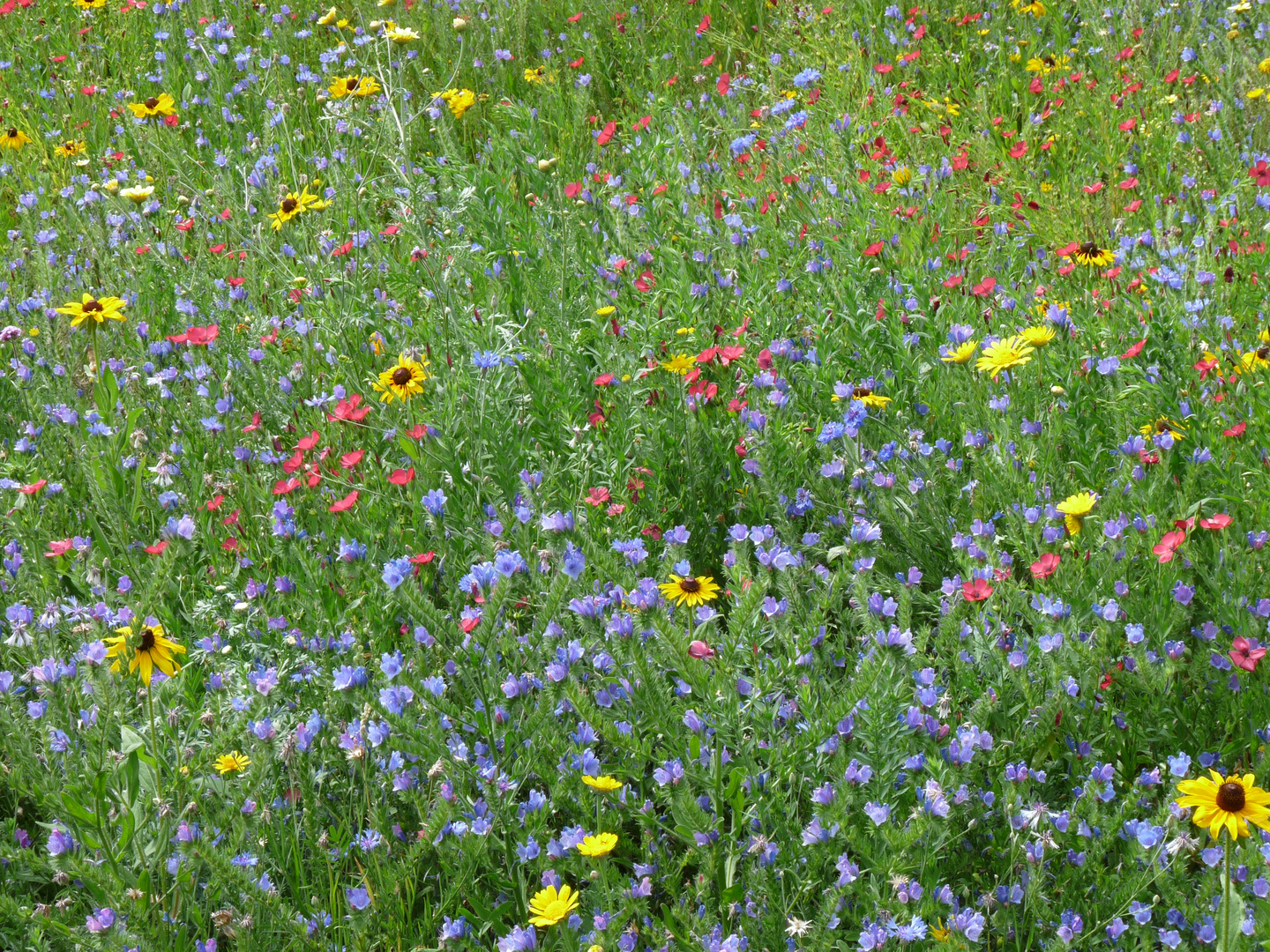 été fleuri