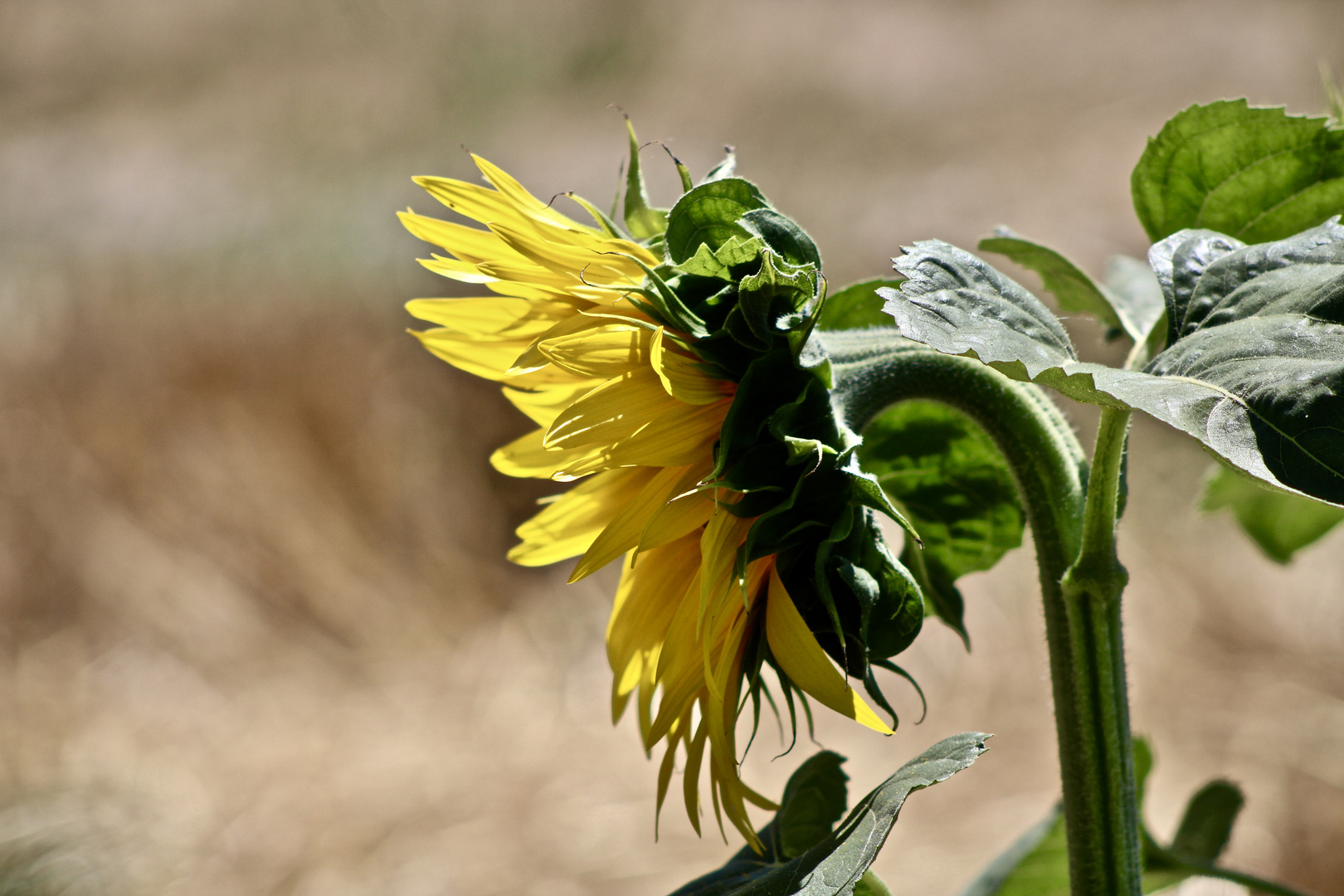 ... été - temps des Tournesols -1- !!!...