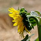 ... été - temps des Tournesols -1- !!!...