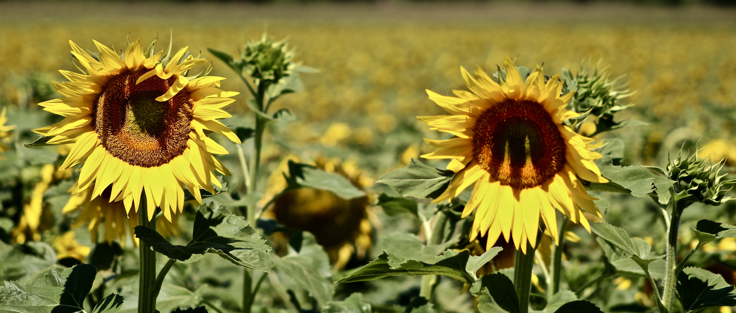 ...été - temps des tournesols !!!...