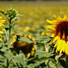 ...été - temps des tournesols !!!...