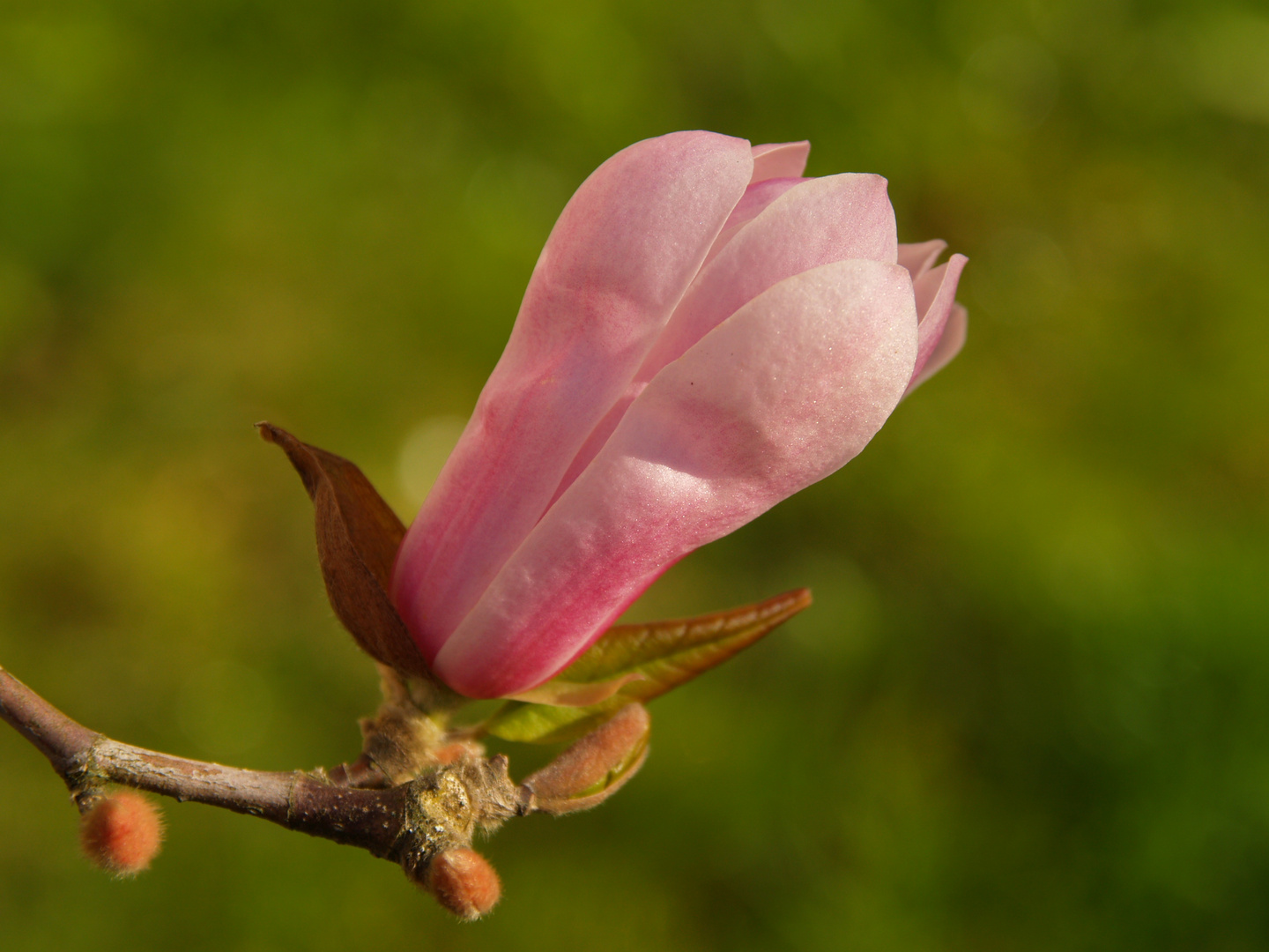 ETERNA PRIMAVERA