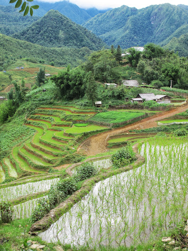 éternelles rizières du Nord Vietnam