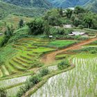 éternelles rizières du Nord Vietnam