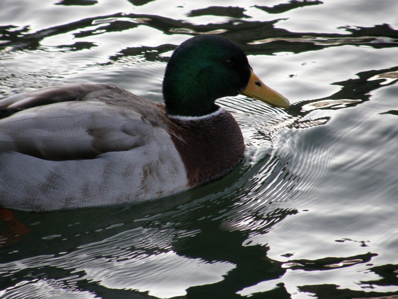 Etes-vous collet monté ? Non, moi c'est Colvert !