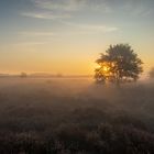 Ethereal sunrise over foggy fields