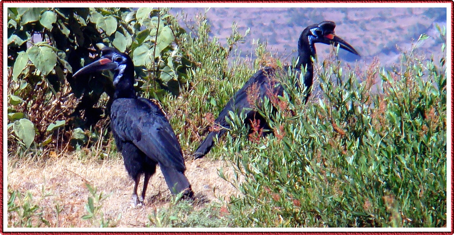 Ethiopië nr 1955