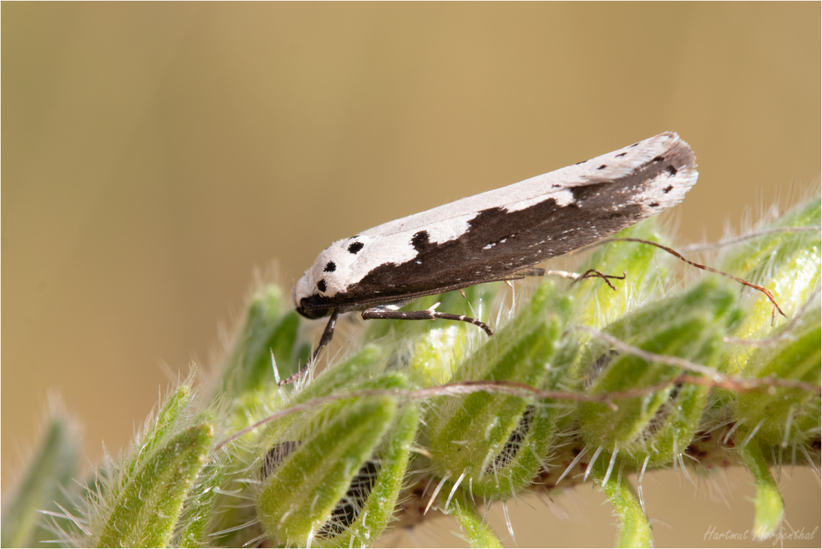 Ethmia bipunctella