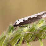 Ethmia bipunctella