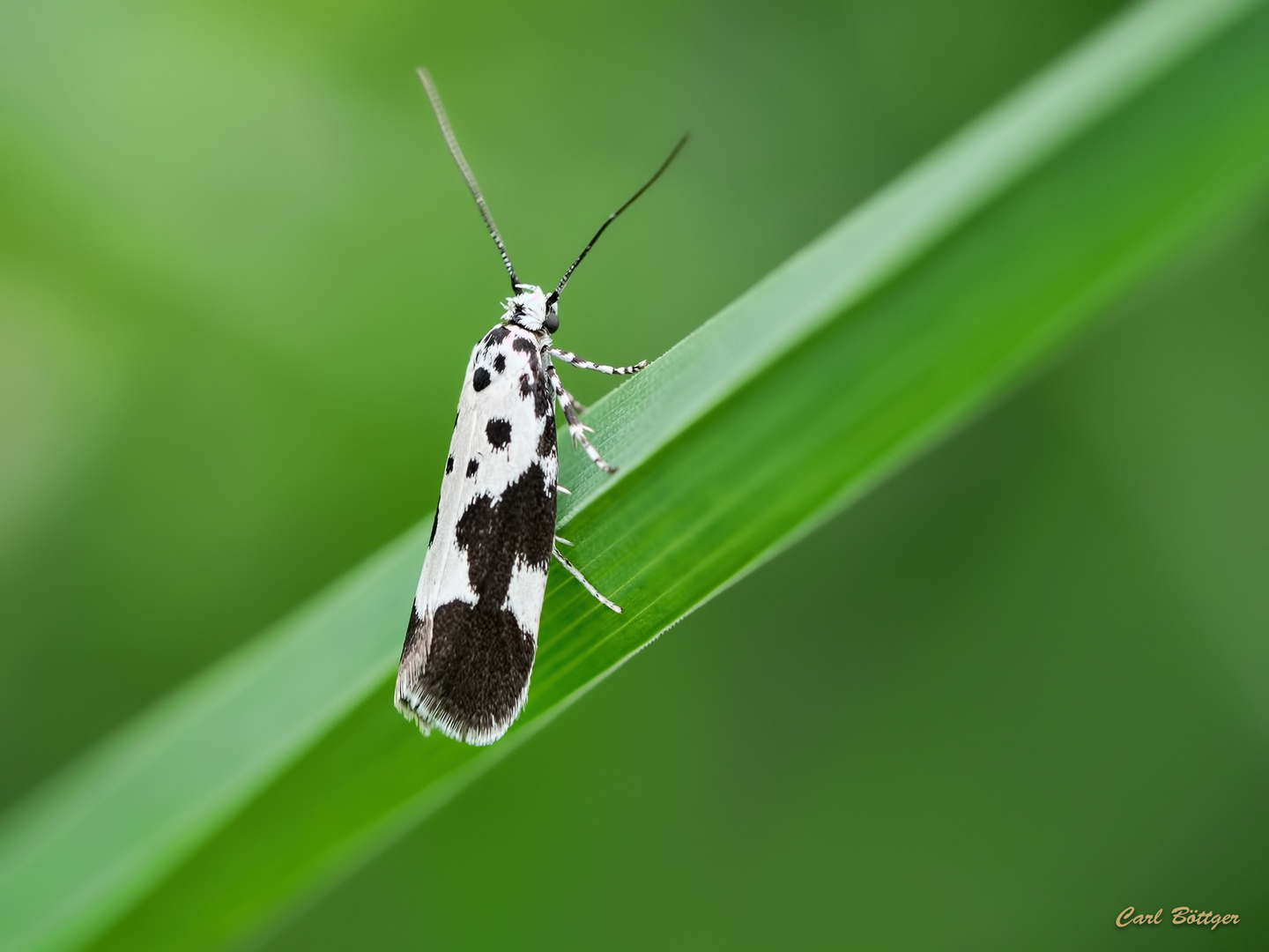 Ethmia quadrillella