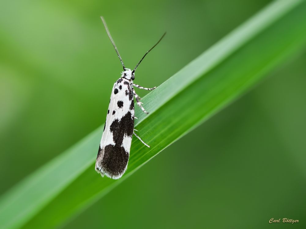 Ethmia quadrillella