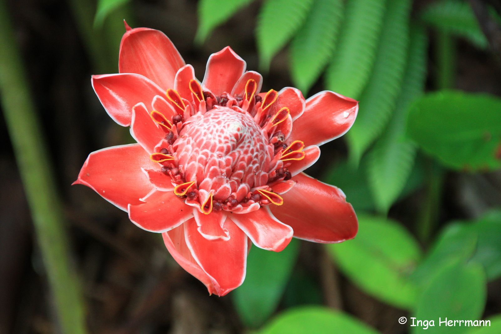 Etlingera elatior