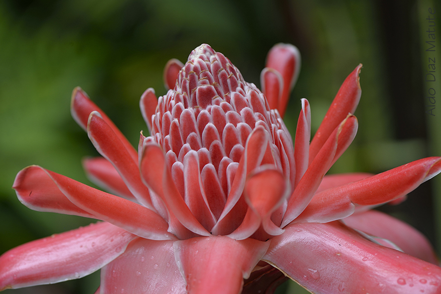 Etlingera Elatior