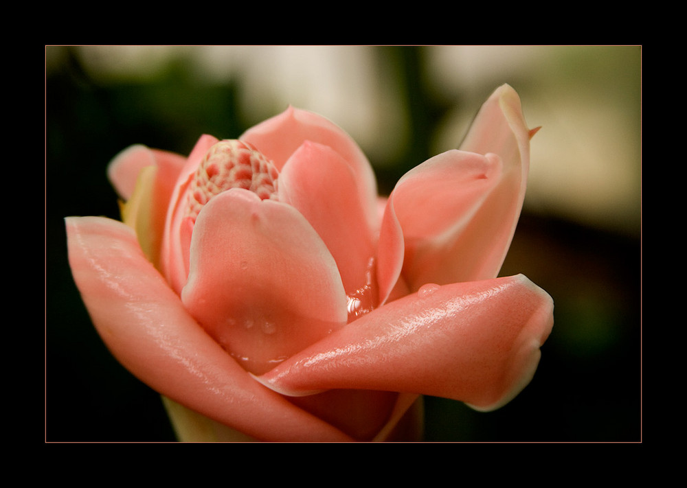 Etlingera elatior