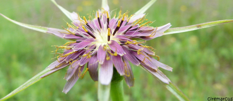 étoile alpine