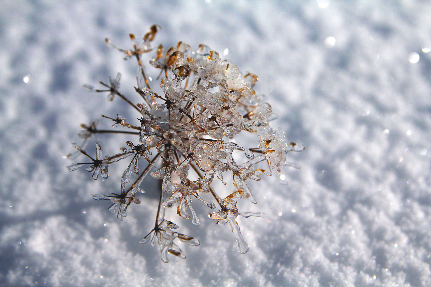 Etoile de glace