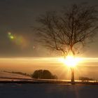 Etoile de l'arbre