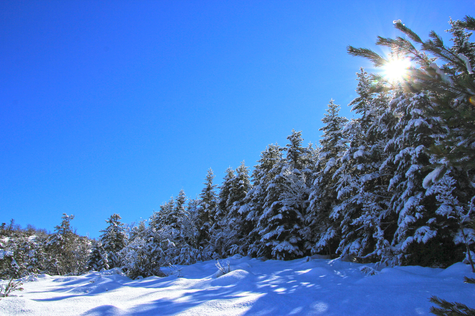 étoile des neiges