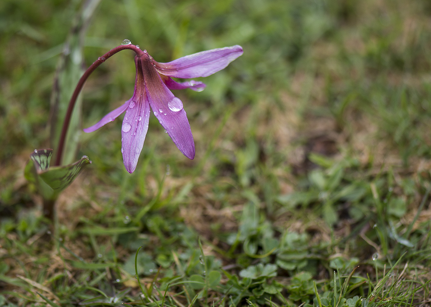 Etoile des Pyrénées